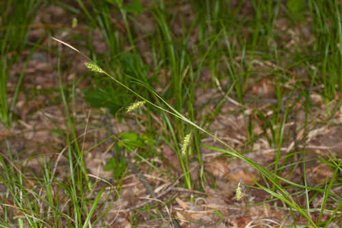 Carex cherokeensis #7